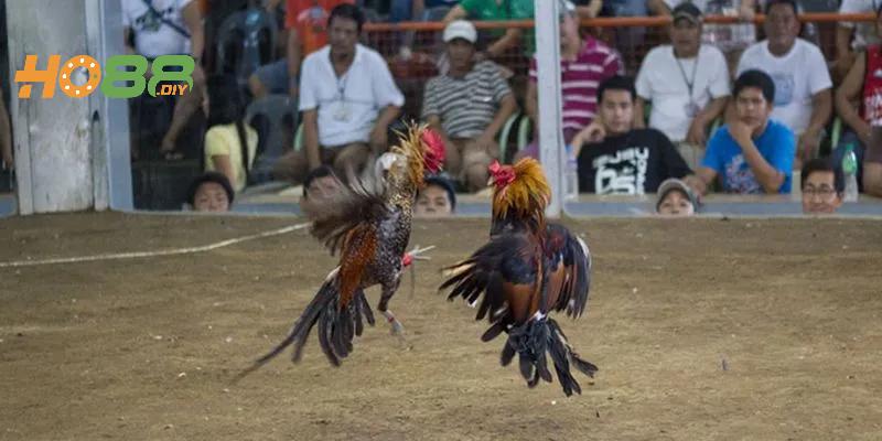 Có nhiều kèo cược hấp dẫn tại đá gà cựa dao