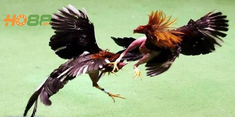 Hạn chế đầu tư theo đám đông khi chơi đá gà cựa dao